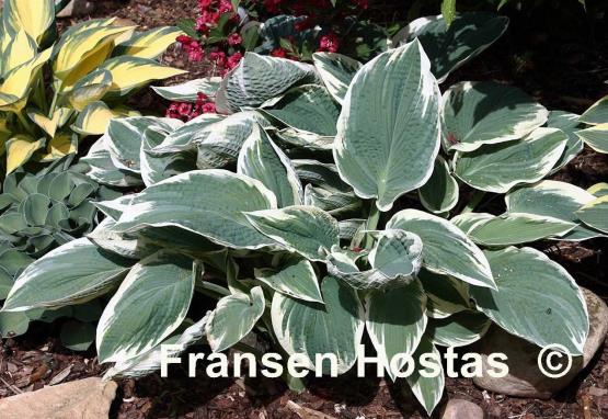 Hosta Barbara Ann